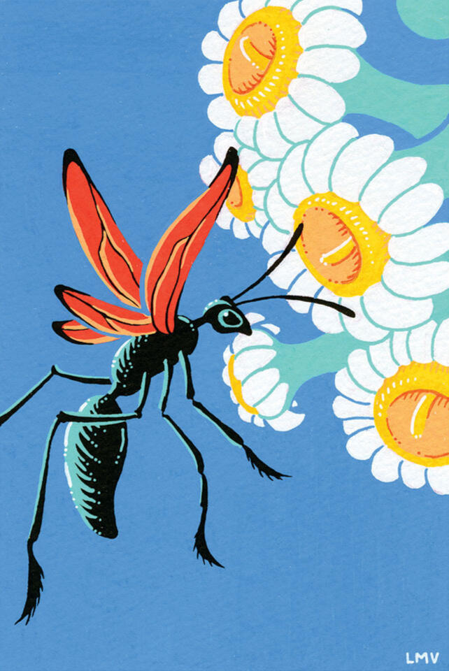 "Tarantula Hawk", a series of illustrations of the Bugs of the Sonoran Desert