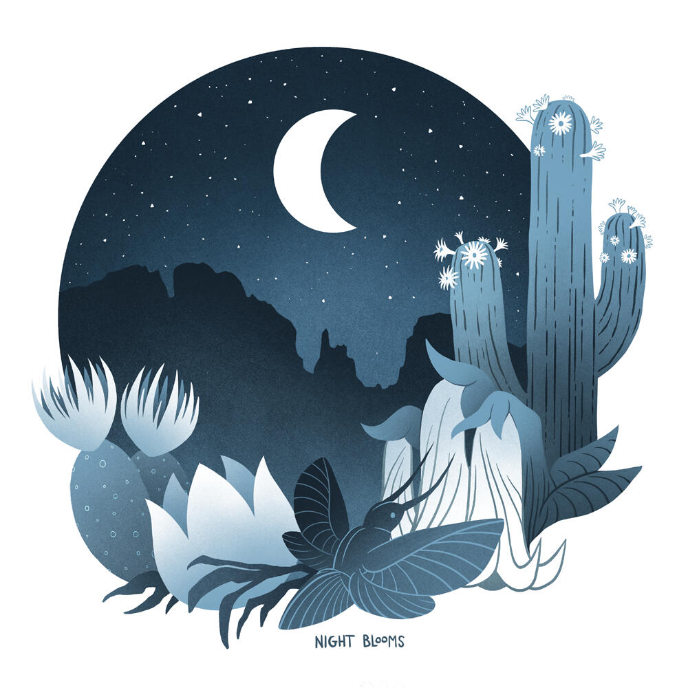 Life blooms when night falls on the Sonoran Desert