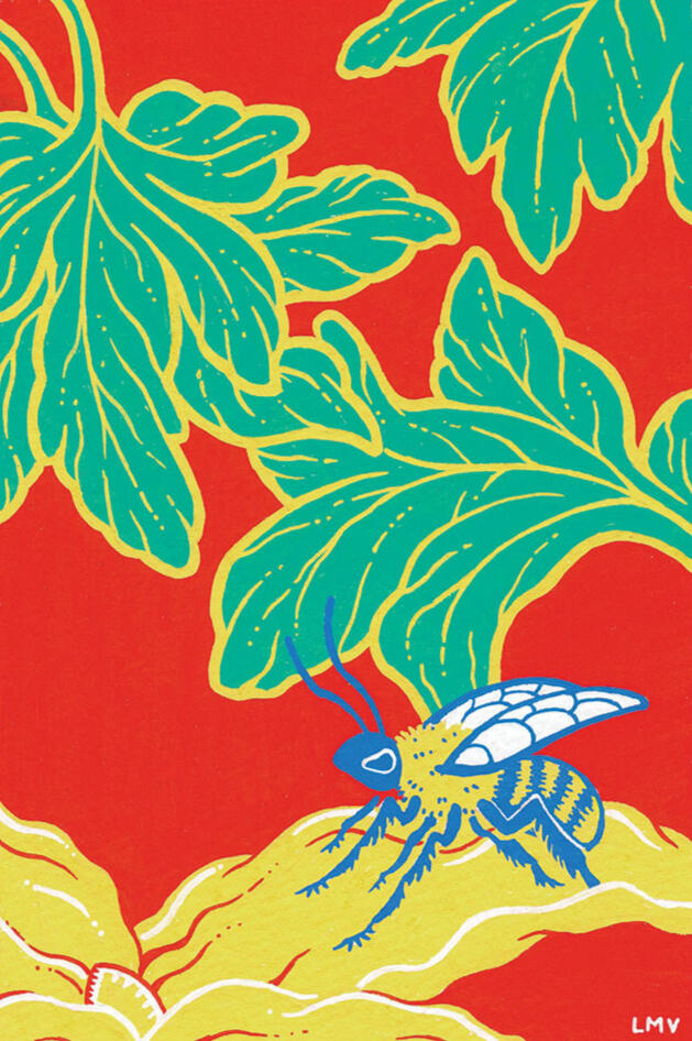 "Squash Bee", a series of illustrations of the bugs of the Sonoran Desert